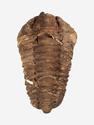 Трилобит Diacalymene ouzregui, 6,5-10,5 см, 13816, фото 3