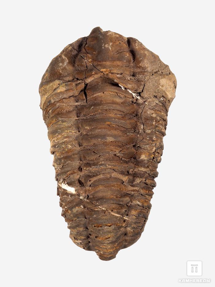 Трилобит Diacalymene ouzregui, 6,5-10,5 см, 13816, фото 3