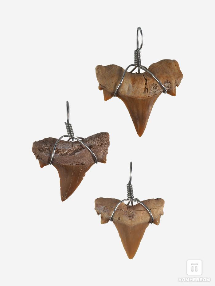 Кулон «Зуб акулы» (Cretalamna biauriculata), 1,5-2 см, 40-81, фото 2
