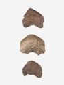 Зуб акулы Squalicorax pristodontus, 1,5-3 см, 14684, фото 1