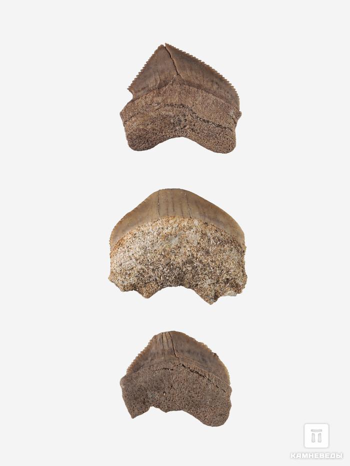 Зуб акулы Squalicorax pristodontus, 1,5-3 см, 14684, фото 1