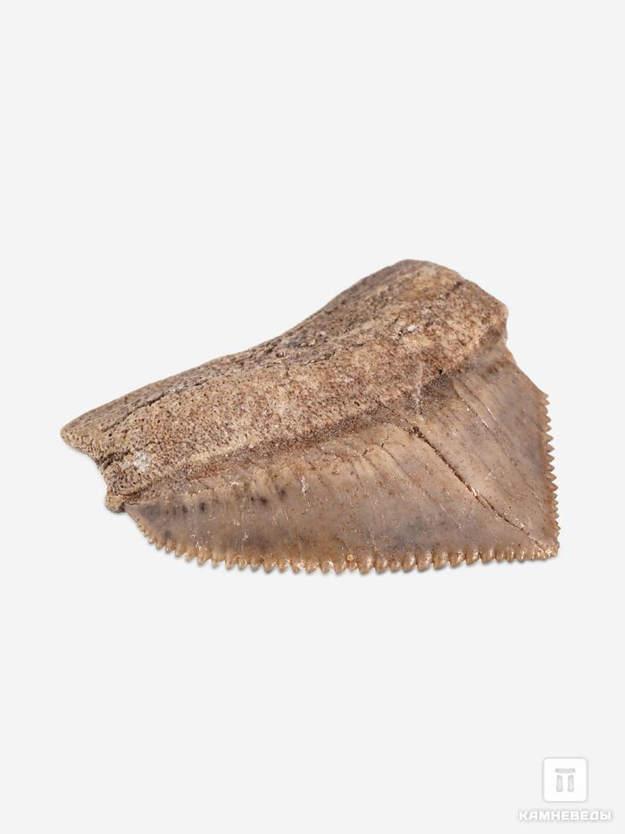 Зуб акулы Squalicorax pristodontus, 1,5-3 см, 14684, фото 2