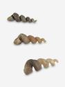 Ядро гастроподы Turritella sp., 3-3,5 см, 8-79/1, фото 2