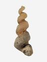 Ядро гастроподы Turritella sp., 3-3,5 см, 8-79/1, фото 3