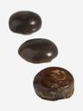 Зуб костной рыбы Pycnodus sp., 1-1,5 см, 8-75, фото 3