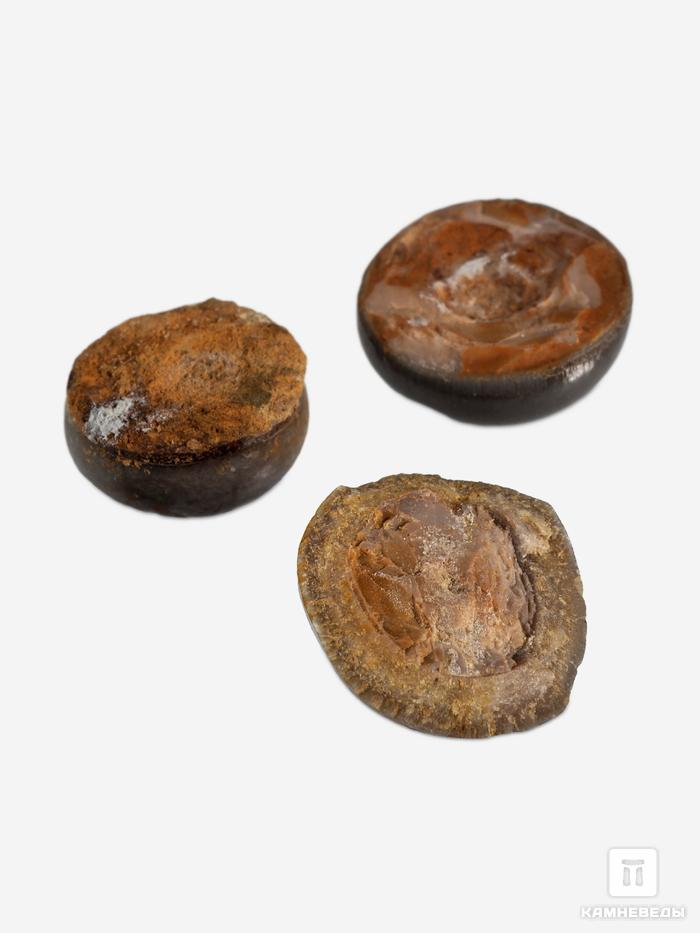 Зуб костной рыбы Pycnodus sp., 1-1,5 см, 8-75, фото 1