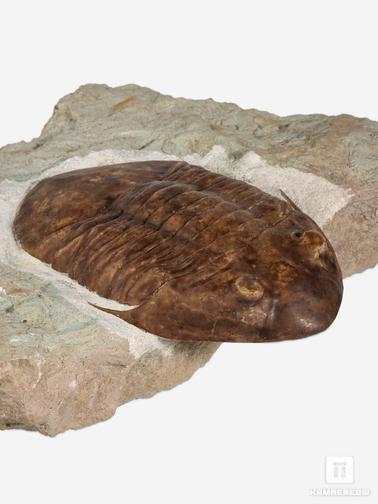 Трилобиты. Трилобит Subasaphus platyurus (ANGELIN 1854), на породе 26х20х5 см
