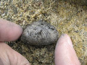 Раковина ископаемого двустворчатого моллюска. Раковина ископаемого двустворчатого моллюска из верхнеюрских отложений глин, фосфоритов и глинистых песчаников.