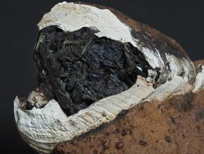 Вивианит. Кристаллы вивианита в ископаемой раковине моллюска.
Музей Камневеды, образец №258