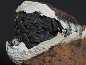 Вивианит. Кристаллы вивианита в ископаемой раковине моллюска.
Музей Камневеды, образец №258