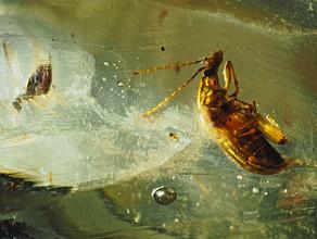 Копал. Инклюз жука в мадагаскарском копале. Музей Камневеды, образец №1014.