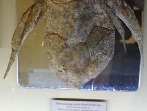 Плакодермы (пластинокожие рыбы). Плакодерма Bothriolepis sp. 
Верхний девон, франский век.