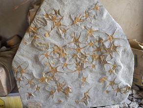 Офиуры. Плита с офиурами и трилобитами. Из коллекции палеонтологического музея в Эрфуде, Марокко
