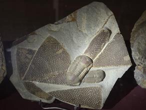 Мшанки, Трилобиты. Плита с трилобитами и мшанками.
Из коллекции палеонтологического музея в Эрфуде, Марокко