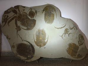 Трилобиты. Плита с кембрийскими трилобитами Acadoparadoxides sp. Из коллекции палеонтологического музея в Эрфуде, Марокко