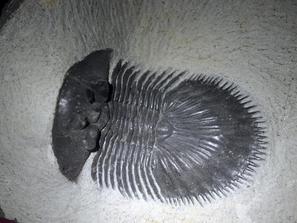Трилобиты. Трилобит Thysanopeltis sp. из девона Марокко. Из коллекции палеонтологического музея в Эрфуде, Марокко