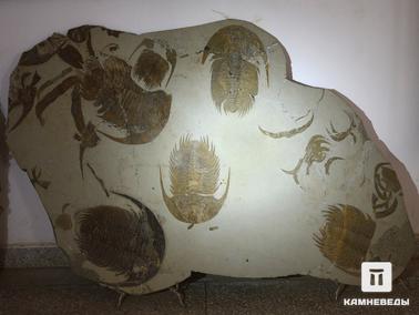 Трилобиты. Плита с кембрийскими трилобитами Acadoparadoxides sp. Из коллекции палеонтологического музея в Эрфуде, Марокко