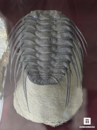 Трилобиты. Трилобит Selenopeltis sp., ордовик. Из коллекции палеонтологического музея в Эрфуде, Марокко
