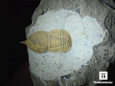 Трилобиты. Трилобит Symphysops stevaninae из ордовика Марокко. Из коллекции палеонтологического музея в Эрфуде, Марокко