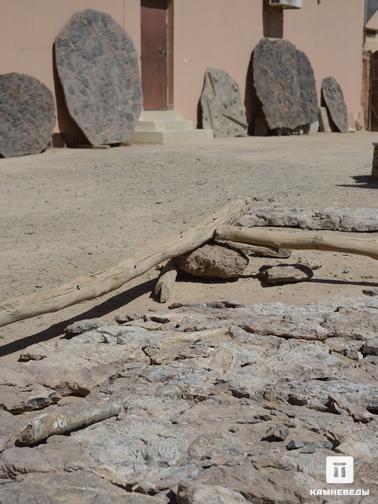 Непрепарированный материал во дворе музея. Частный палеонтологический музей Atelier Exposition Musee Fossiles, Эрфуд, Марокко