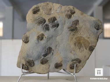 Трилобиты. Скопление трилобитов. Из коллекции палеонтологического музея в Эрфуде, Марокко
