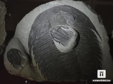 Трилобиты. Из коллекции палеонтологического музея в Эрфуде, Марокко