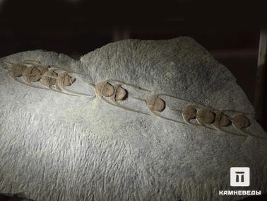 Трилобиты. Из коллекции палеонтологического музея в Эрфуде, Марокко