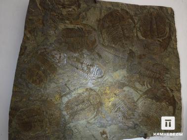 Трилобиты. Массовое захоронение кембрийских трилобитов. Из коллекции палеонтологического музея в Эрфуде, Марокко
