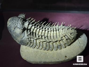 Трилобиты. Трилобит из девона Марокко. Из коллекции палеонтологического музея в Эрфуде, Марокко