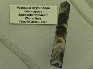 Наутилус. Наутилоид Sinoceras ruphaeum. 
Средний девон.
Урал.