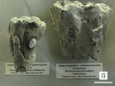 Черепа лабиринтодонтов Thoosuchus yakovlevi и Benthosuchus korobkovi. Черепа лабиринтодонтов Thoosuchus yakovlevi и Benthosuchus korobkovi. 
Нижний триас.