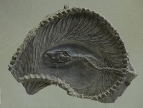 Змея Archaeophis turkmenicus. Змея Archaeophis turkmenicus. Нижний эоцен, Туркмения.