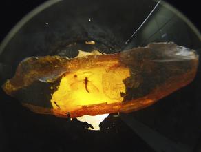 Янтарь. Подёнка (древнее крылатое насекомое) в балтийский янтарь. Эоцен.