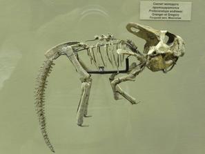 Динозавр Protoceratops andrewsi. Динозавр Protoceratops andrewsi. Верхний мел, Монголия.