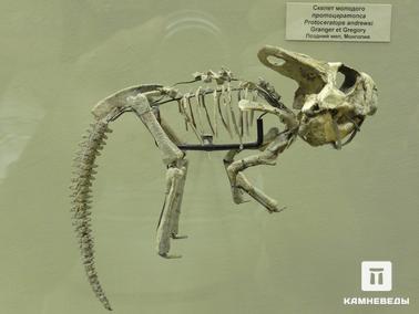 Динозавр Protoceratops andrewsi. Динозавр Protoceratops andrewsi. Верхний мел, Монголия.