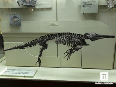 Лабиринтодонт Platyoposaurus stuckenbergi. Скелет лабиринтодонта Platyoposaurus stuckenbergi (реконструкция). Верхняя пермь.
