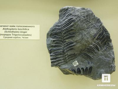 Птеридосперм Alethopteris lonchitica. Птеридосперм Alethopteris lonchitica. Средний карбон, Чехия.