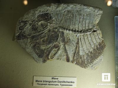 Костистая рыба Mene triangulum. Костистая рыба Mene triangulum. Верхний палеоцен.