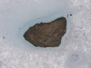 Отпечатки растений. Данный образец спускается на леднике с вершин гор.
