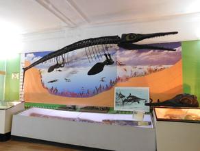 Ихтиозавр. Ихтиозавр и другие экспонаты Ундоровского палеонтологического музея собраны по окрестным берегам. Размер скелета около 3,5 м