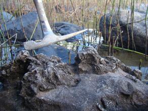 Строматолит. Строматолиты на восточном берегу озера Сундозеро