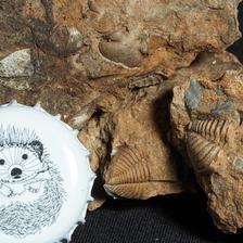 Трилобиты. Цефалон и пигидии трилобитов, найденные на пляже в Нарве