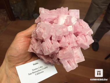 Галит. Друза скелетных кристаллов галита. Розовый цвет обусловлен органическими бактериями, которые живут в соляных растворах.