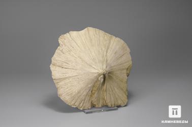 Улексит. Улексит такого вида имеет местное название «clamshell» - раковина моллюска.
Образец из коллекции Jim & Dawn Minette. Сбор примерно 1970-х годов.